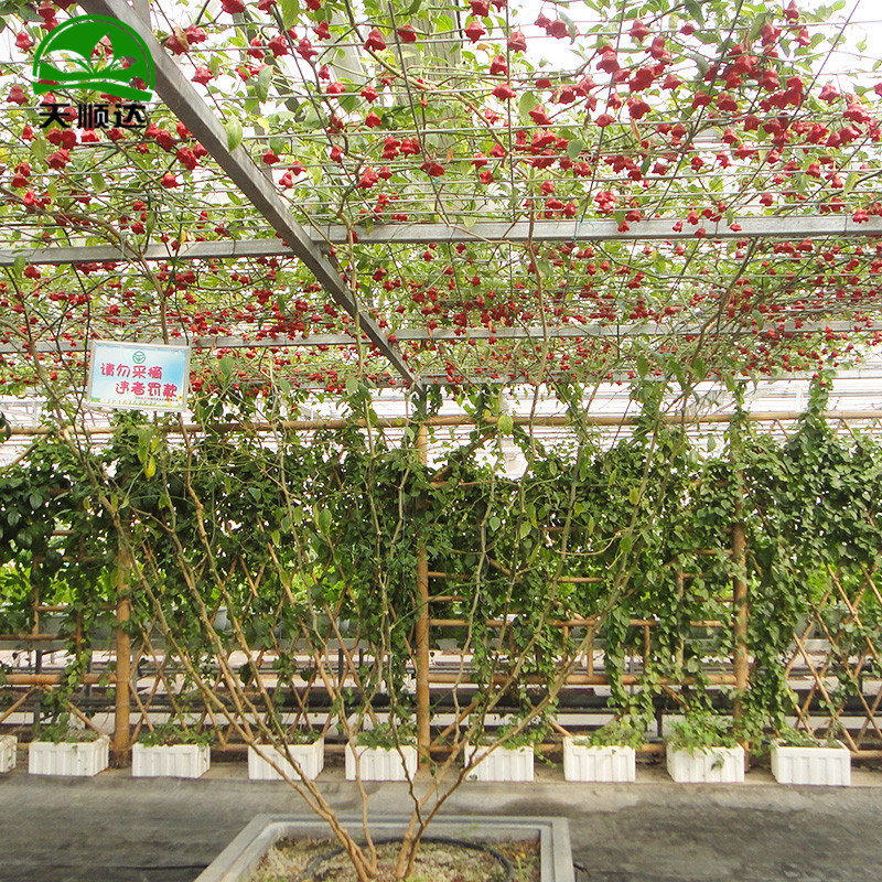 蔬菜树式栽培模式 树式西红柿园林景观采摘无土栽培树式栽培技术