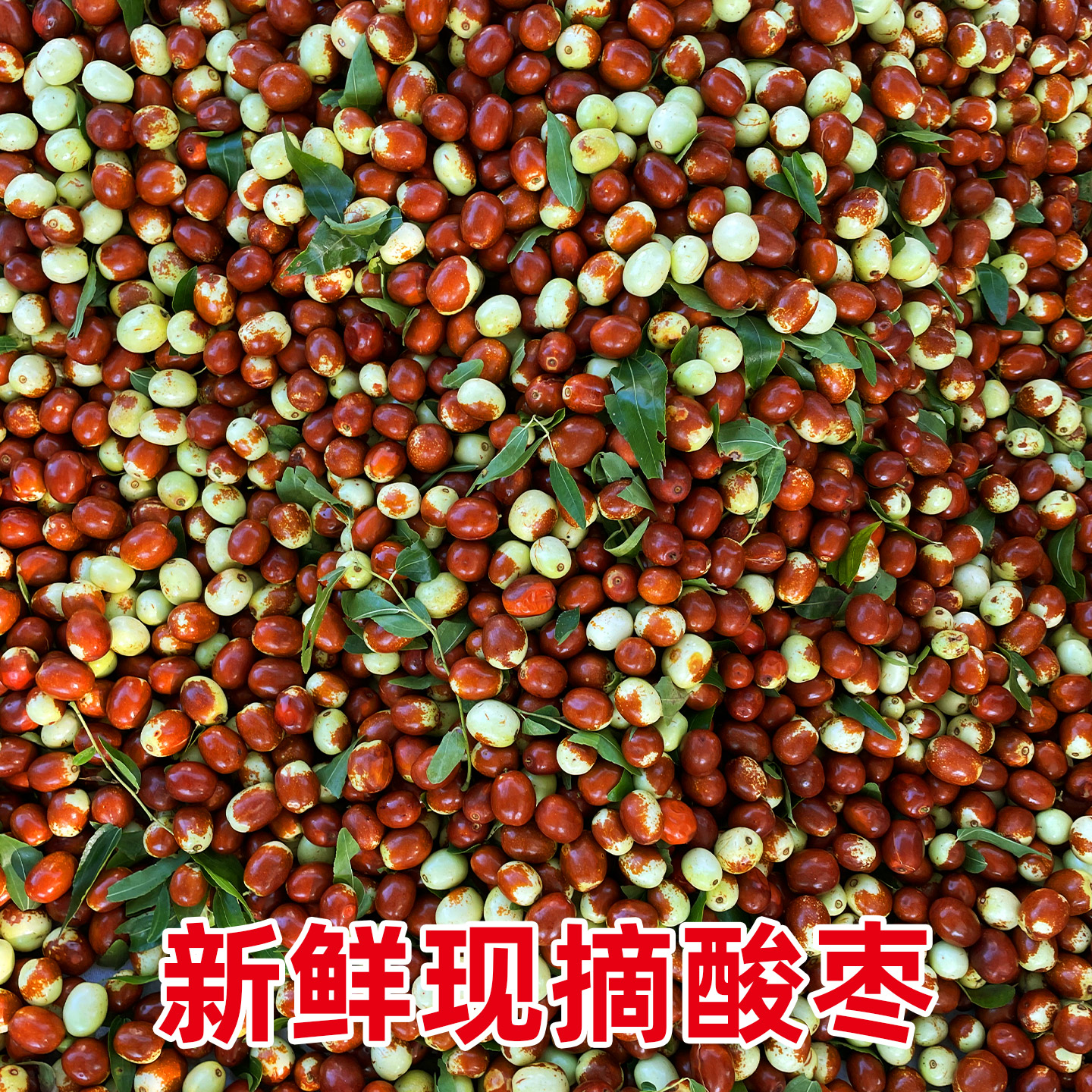 2026年新鲜酸枣现摘山枣小枣子沂蒙山特产酸甜解腻大酸枣孕妇水果