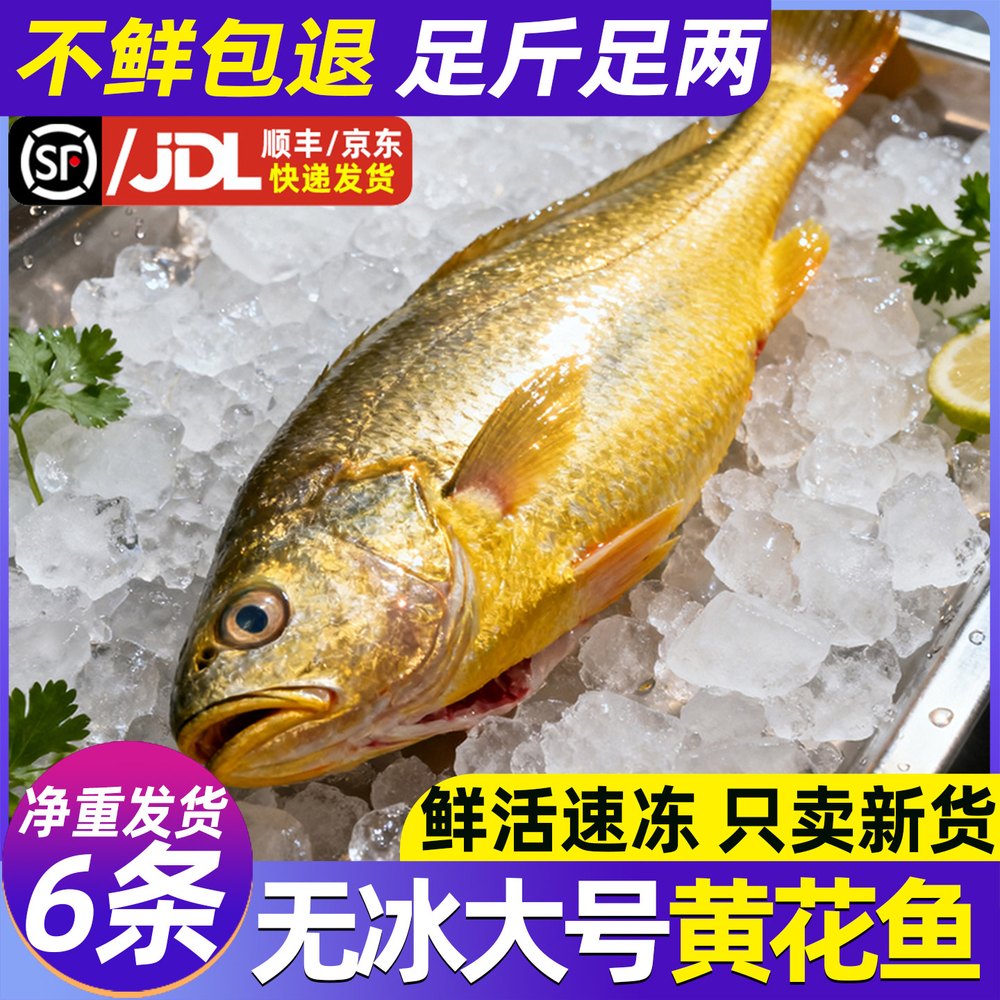 新货东海大黄鱼新鲜冷冻深海海鱼鲜活速冻海鲜水产大号小黄花鱼鲞