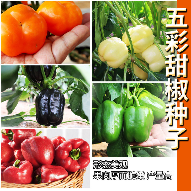 五彩椒甜椒种子七彩椒辣椒种籽农家菜椒食用阳台盆栽四季蔬菜种孑