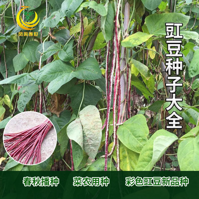 彩虹豇豆种子大全满地红无支架不搭架长豆角种籽农家四季蔬菜种孑
