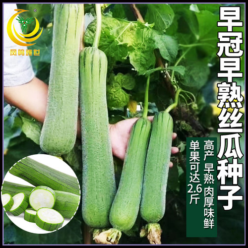 衡阳农科所培育早冠丝瓜种子