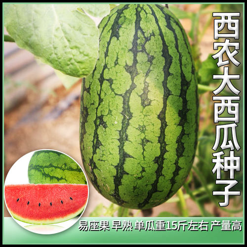 西农八号西瓜种子农大培育新品种