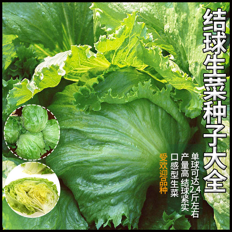 射手101结球包心奶油生菜种子铁人农家四季阳台种籽蔬菜种孑