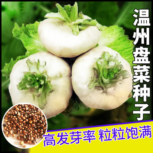 温州盘菜种籽可生吃芥菜菜籽
