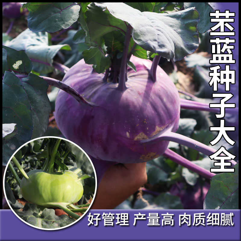 蔬菜种子菜紫苤蓝紫色水果
