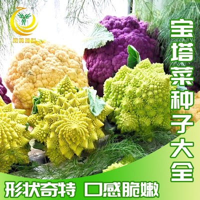 宝塔菜大全椰菜种籽花苗四季