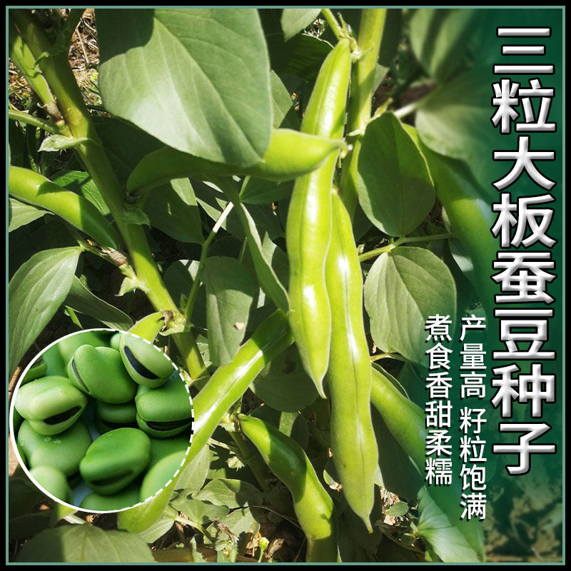五谷杂粮种子蚕豆种籽农家四季早熟大田农作物高产豆种子蔬菜种孑怎么样,好用不?