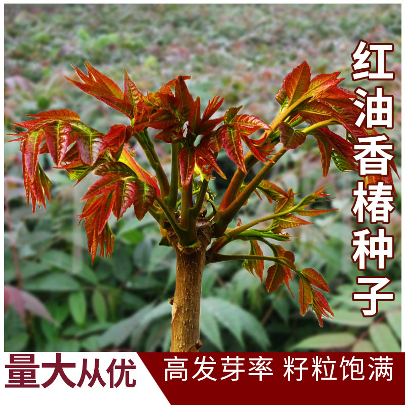 红油香椿种子食用红叶速生