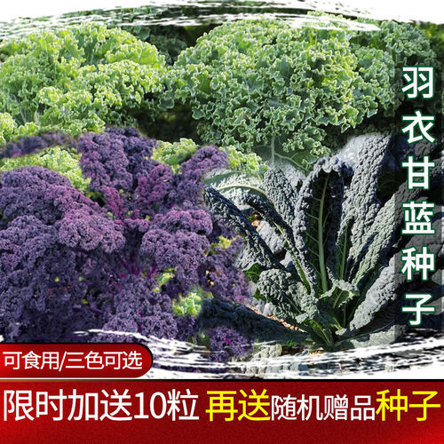 蔬菜种子羽衣甘蓝农家冬季