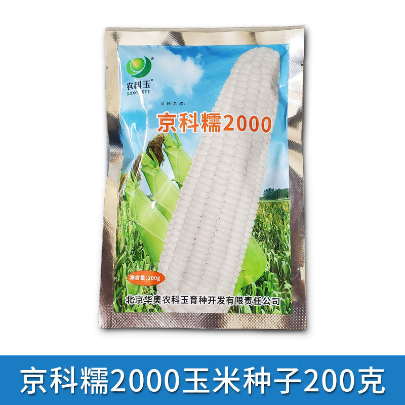 农科院京科糯2000白玉米种子3号白甜糯玉米旱玉米种籽