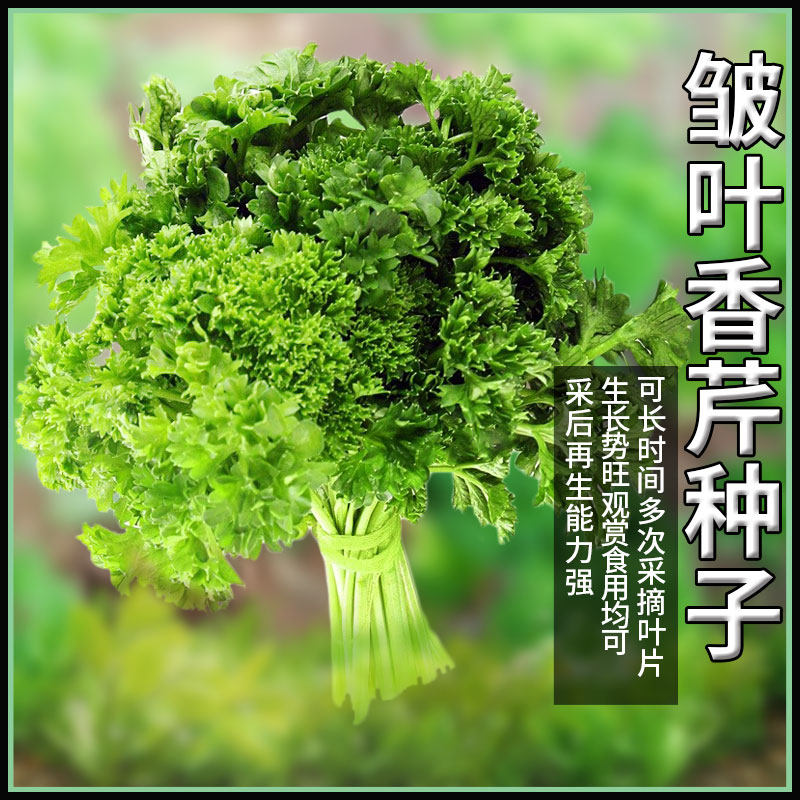 法香皱叶香芹种子香草香芹菜种籽青菜籽农家四季阳台盆栽蔬菜种孑