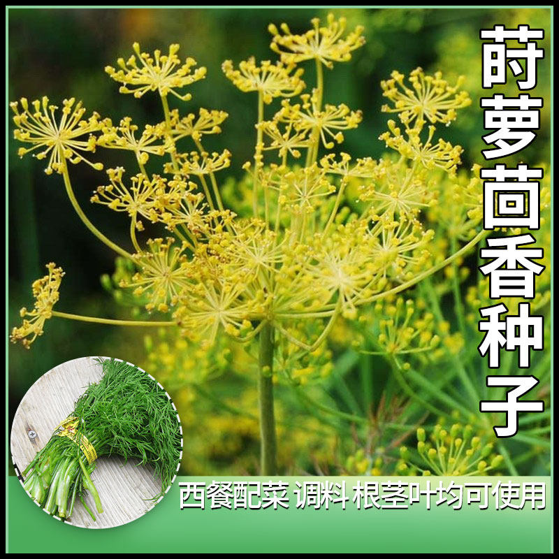 莳萝洋茴香种子香草子种籽四季种植阳台盆栽土小茴香菜籽蔬菜种孑