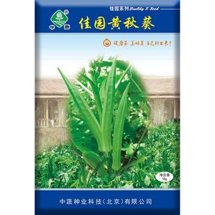 北京农科院秋葵种子黄秋葵种籽绿秋葵种孑中蔬佳园黄秋裤种子10克