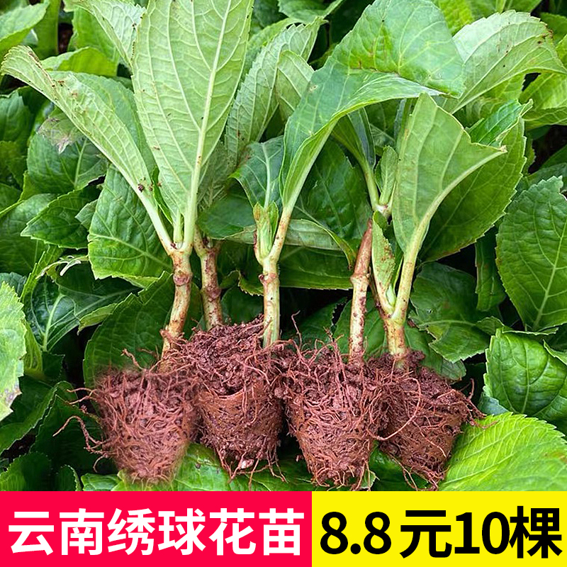 云南直发绣球花苗小苗10棵装无尽夏四季开花室内阳台盆栽植物花卉-封面