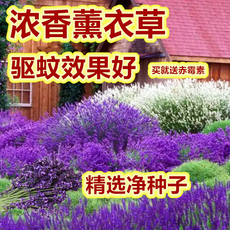 种驱蚊虫薰衣草花籽耐寒耐旱香草花卉浓香孑花种籽子四季易活庭院