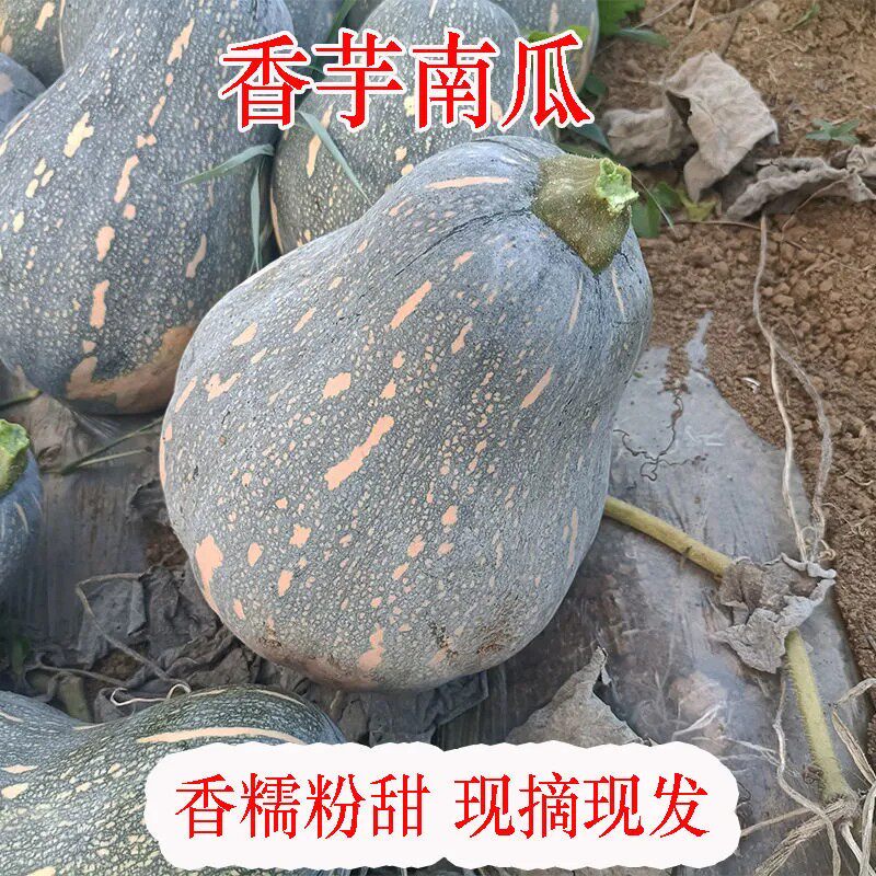农家自种正宗香芋南瓜老南瓜新鲜香甜软糯宝宝辅食非板栗贝贝南瓜