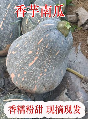 农家自种正宗香芋南瓜老南瓜新鲜香甜软糯宝宝辅食非板栗贝贝南瓜
