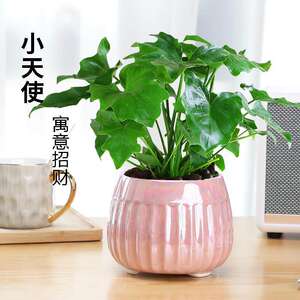 春羽水培植物盆栽室内客厅办公室桌面花卉龙鳞龟背竹春雨好养绿植
