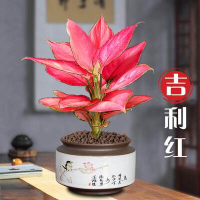 吉利红盆栽如意皇后水培植物室内办公室吸甲醛懒人绿植好养易成活