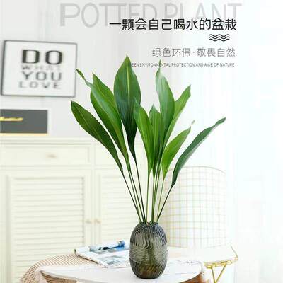 一叶兰水培植物室内盆栽绿植四季常青客厅网红水养懒人好养活花卉