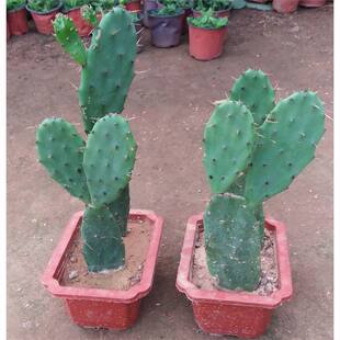 仙人掌匍地仙人掌虎头团扇牛舌掌开花结红皮果可食用仙人掌盆栽花