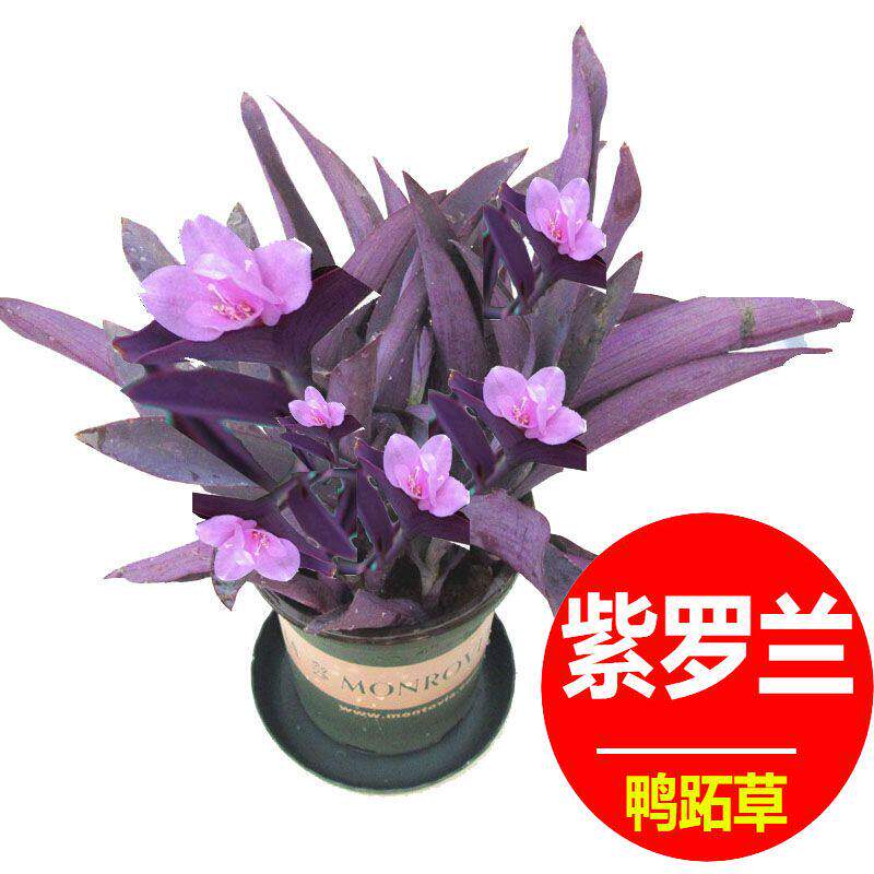 室内阳台花园盆栽紫罗兰鸭跖草吊兰垂吊紫叶草进化空气紫竹梅紫色