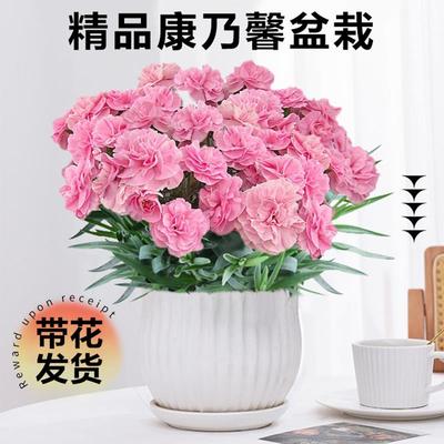 康乃馨盆栽鲜花带花苞发货送礼小绿植室内阳台庭院新手好养活花卉