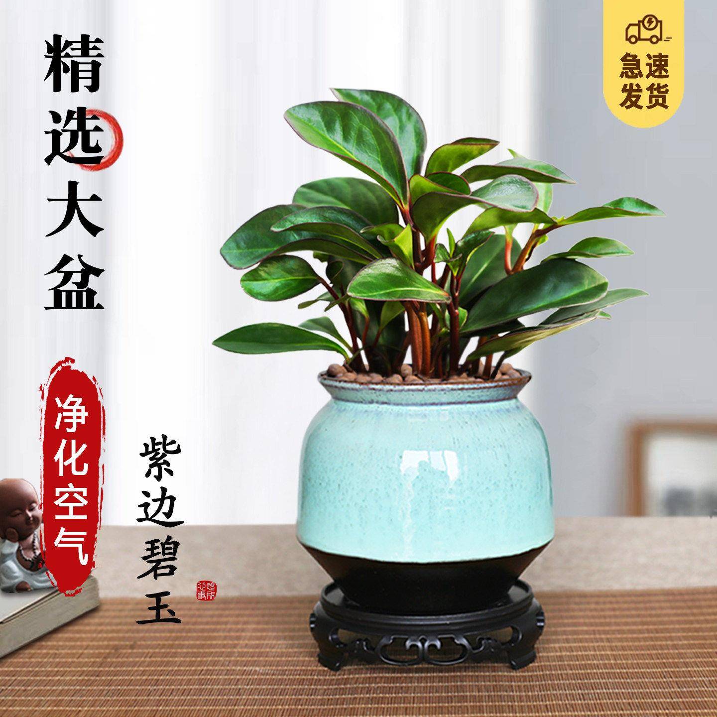 紫边碧玉盆栽桌绿植室内净化空气四季常绿植物客厅茶几观叶小绿植