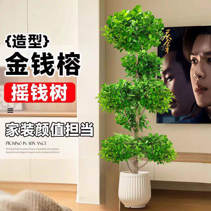 金钱榕大盆栽室内客厅大型绿植摇钱树发财树四季常青落地榕树植物