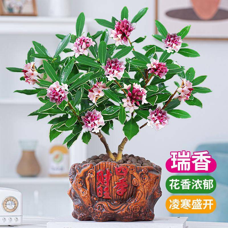 金边瑞香浓香型四季盆栽盆景室内阳台庭院绿植植物种植高档花卉
