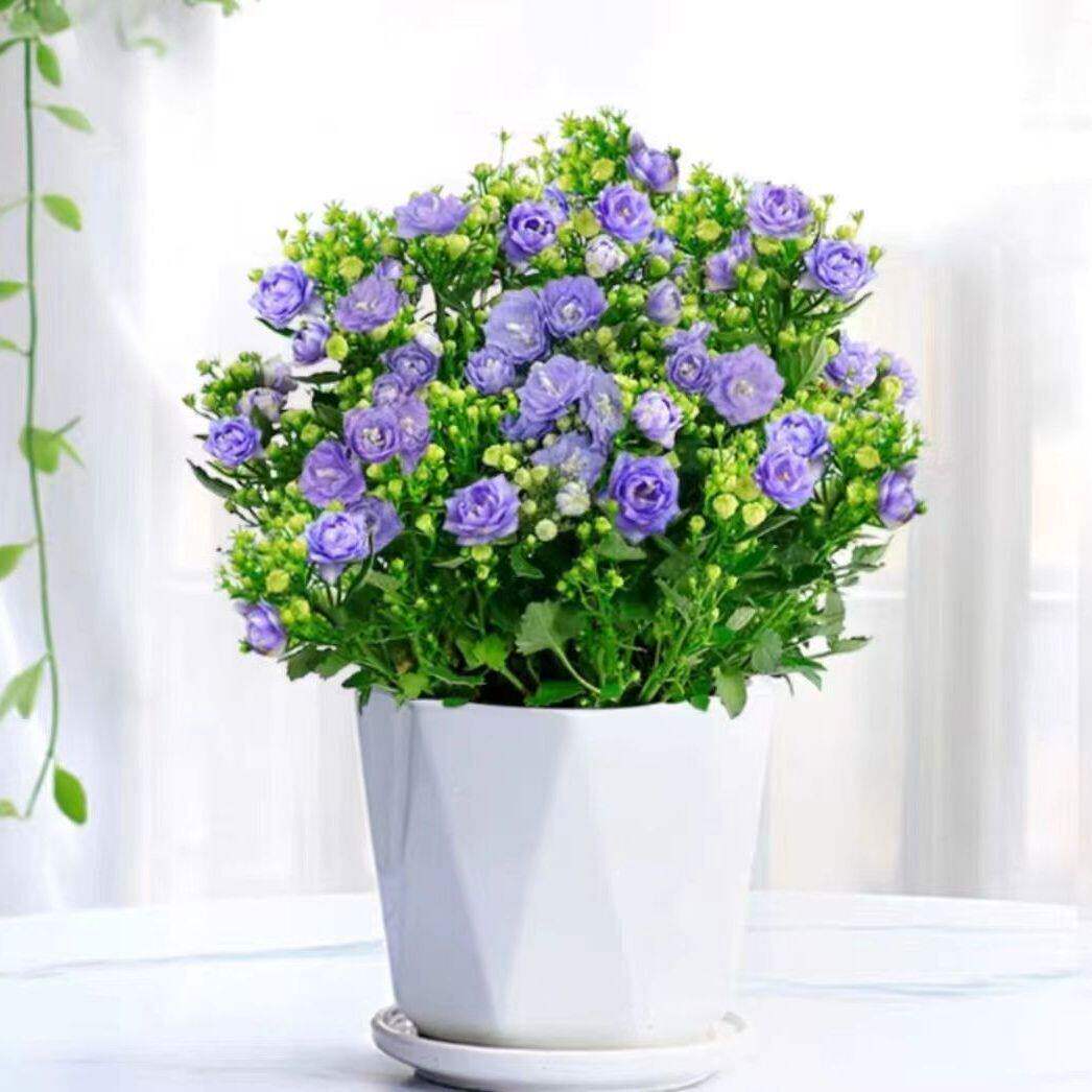 丹麦风铃花盆栽室内植物带花苞重瓣梦露花苗阳台庭院四季花卉绿植