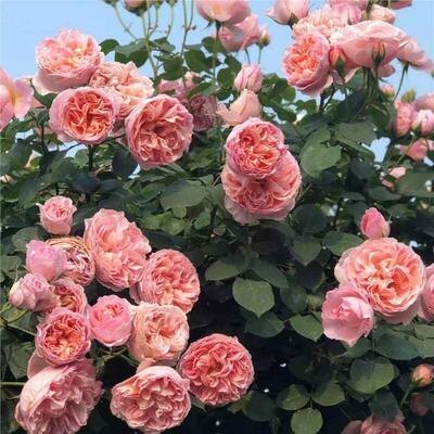 舍农索城堡的女人藤本月季花蔷薇爬藤四季开花卉植物盆栽特大花