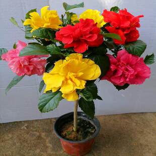 扶桑花盆栽重瓣带花苞红色朱槿室内阳台庭院四季花卉绿植木槿树苗