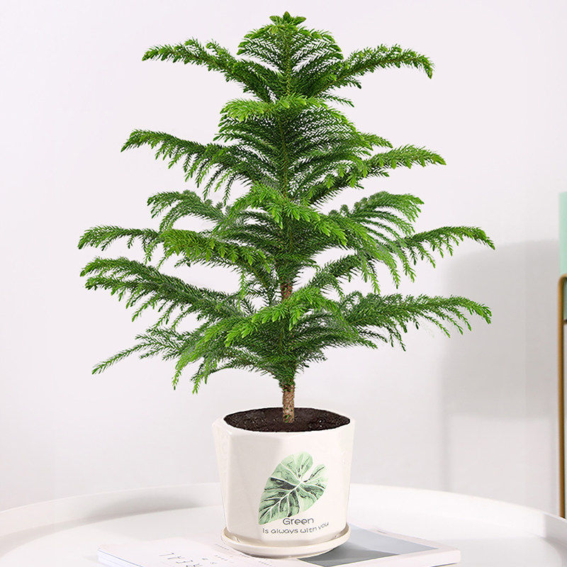 圣诞树南洋杉节日送礼小香松网红家居懒人好养活盆栽情绪稳定植物