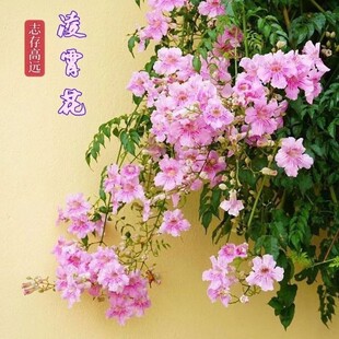 凌霄花爬藤植物大苗粉色橙色凌霄花树苗盆栽庭院四季开花炮仗花