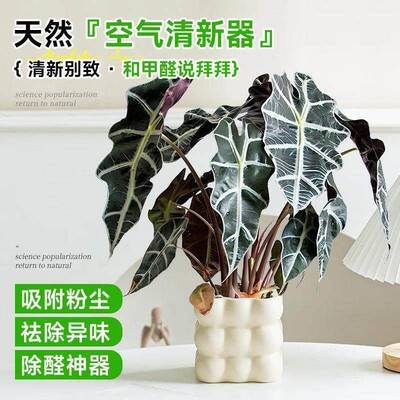 大仙女海芋北欧风懒人也能养出高级感小仙女海芋进化空气好养易活