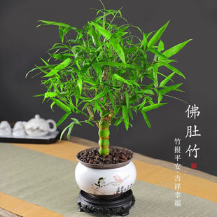 佛肚竹盆栽老桩矮化罗汉竹小盆景室内客厅办公室桌面四季常青竹子