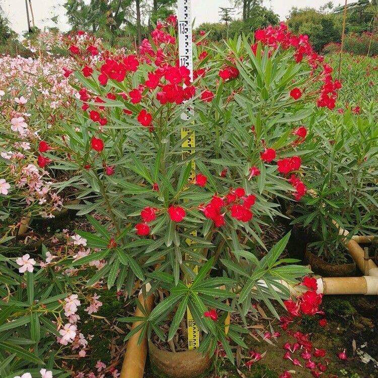 夹竹桃盆栽柳叶桃半年红庭院驱蛇虫花卉植物绿植盆栽可做围墙篱笆