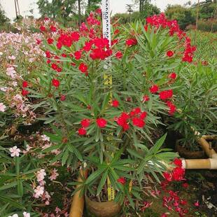 夹竹桃盆栽柳叶桃半年红庭院驱蛇虫花卉植物绿植盆栽可做围墙篱笆