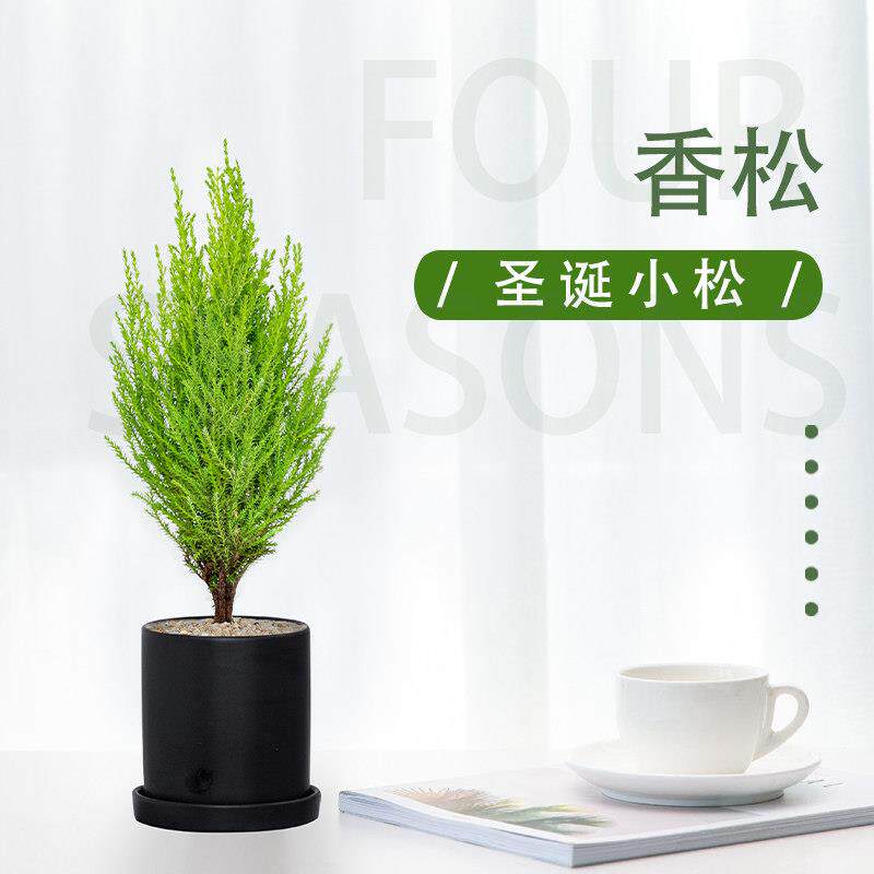 香松盆栽绿植四季常青柠檬香圣诞树棒棒糖造型盆栽桌面书房阳台