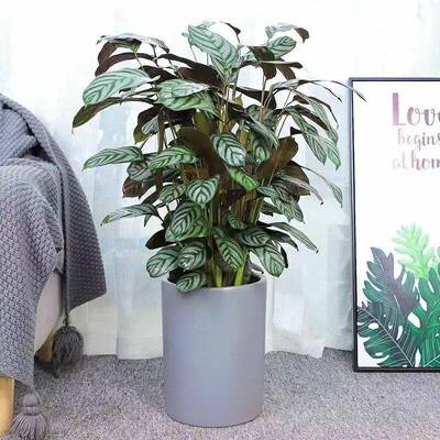 新飞羽竹芋盆栽植物红美丽青苹果紫贝翠玉观叶绿植净化空气吸甲醛