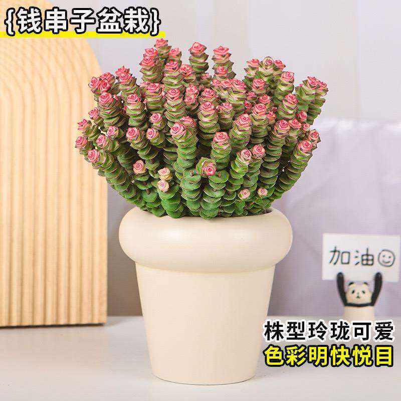 彩色钱串锦多肉植物室内新手好养肉肉红心钱串子稀有品种花卉盆栽