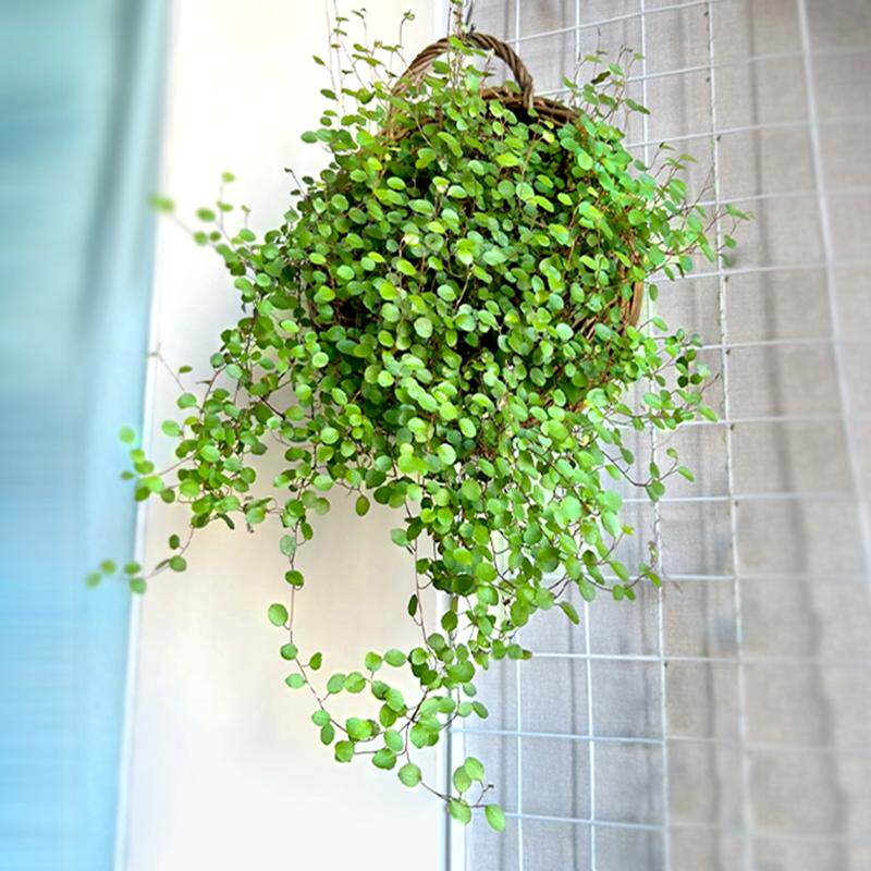 千叶吊兰盆栽观叶植物面包烘焙糕点装饰蛋糕点缀垂吊绿植四季常青