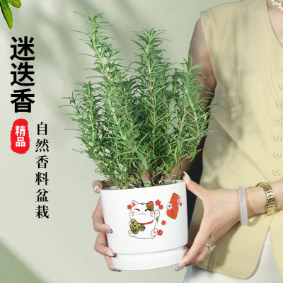 迷迭香盆栽可食用蛋糕装饰家庭室内卧室阳台餐桌好养易活四季绿植