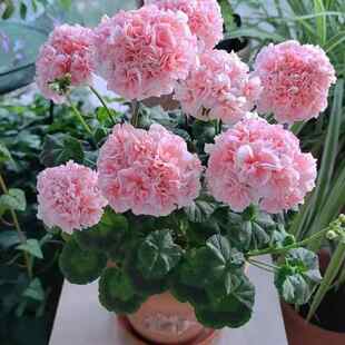 重瓣天竺葵花籽洋绣球花种子四季开花室内外阳台盆栽易种庭院耐寒