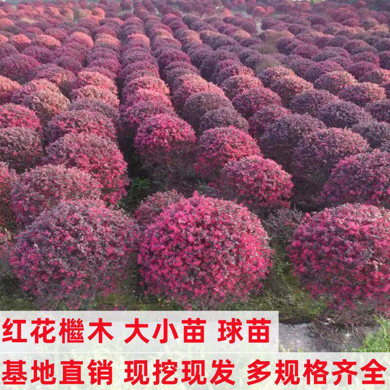 红花红继木苗盆景绿化绿植耐寒树苗花卉四季开花常青室内阳台树苗