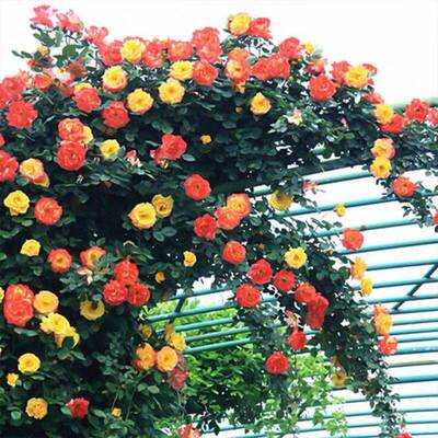 藤彩虹藤本月季花苗盆栽爬藤植物四季开花卉庭院玫瑰蔷薇爬墙绿植