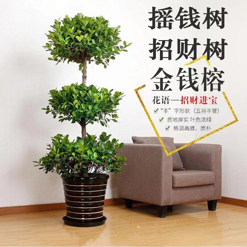金钱榕大盆栽室内客厅绿植摇钱树发财树四季常青落地榕树大型植物