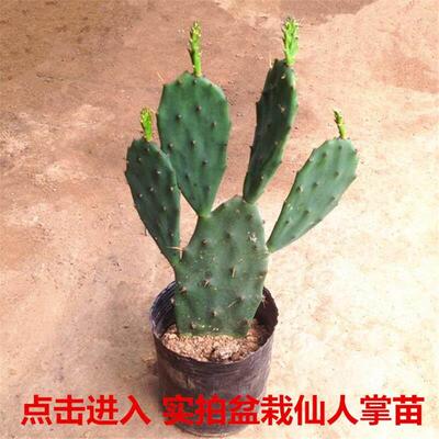 仙人掌多肉植物室内盆栽客厅办公桌面懒人花卉绿植仙人球四季常青